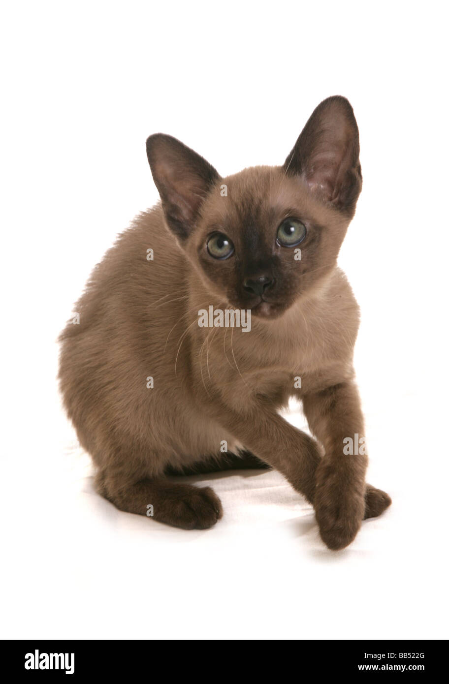 Brown VISONI FEMMINA Tonkinese gattino seduto ritratto studio Foto Stock