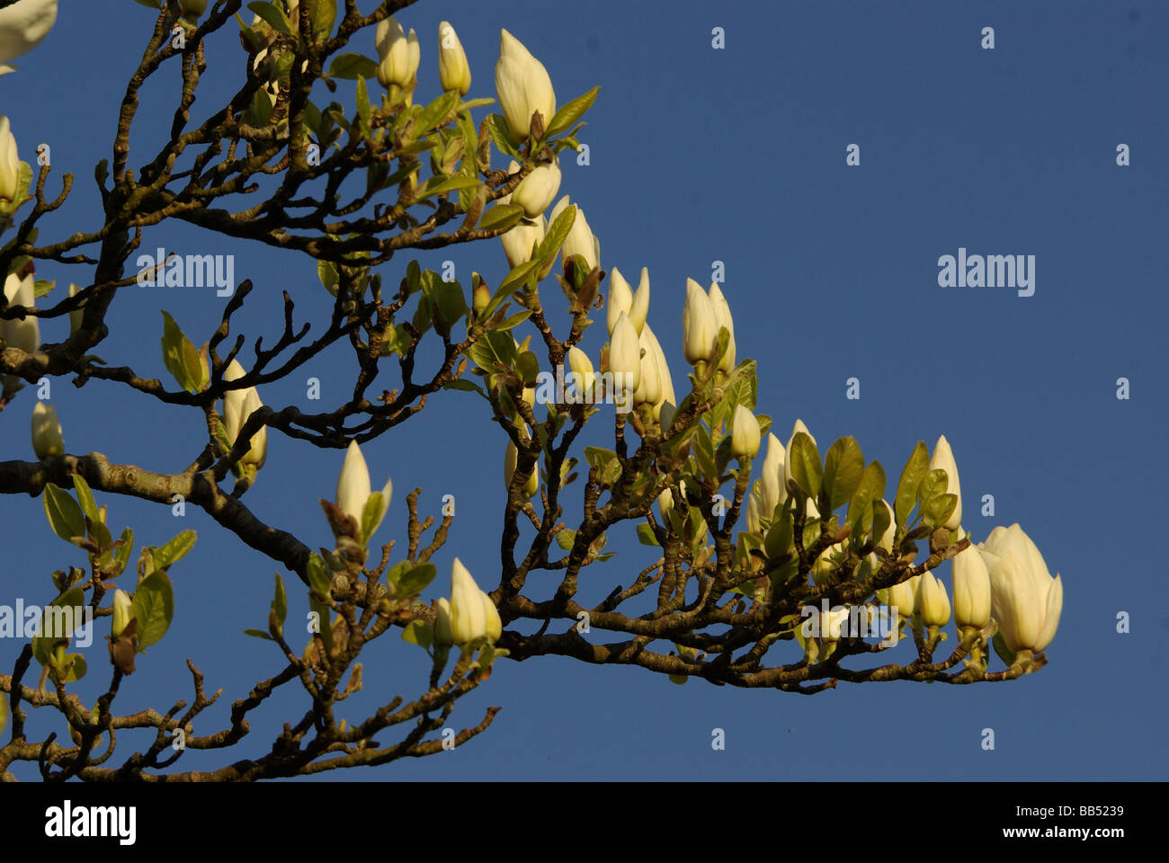 Magnolia soulangeana var. Alba Foto Stock