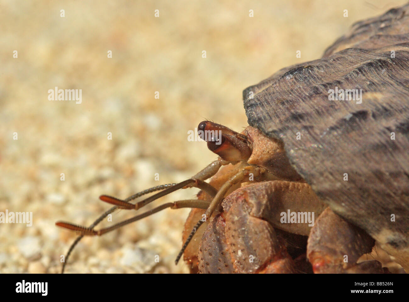 Terra di eremita granchio - Coenobyta sp. Foto Stock