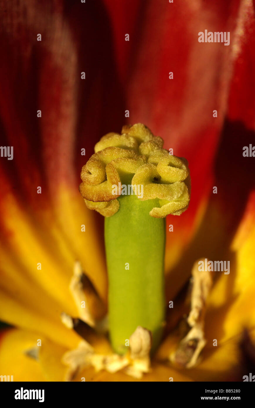 Stigma tulipano Foto Stock
