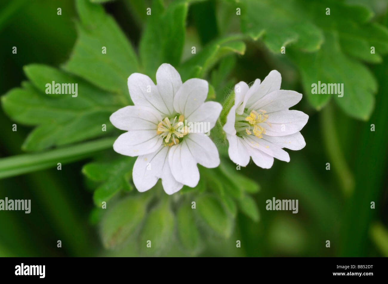 Le colombe piedi Cranesbill Geranium molle rara forma bianca Foto Stock