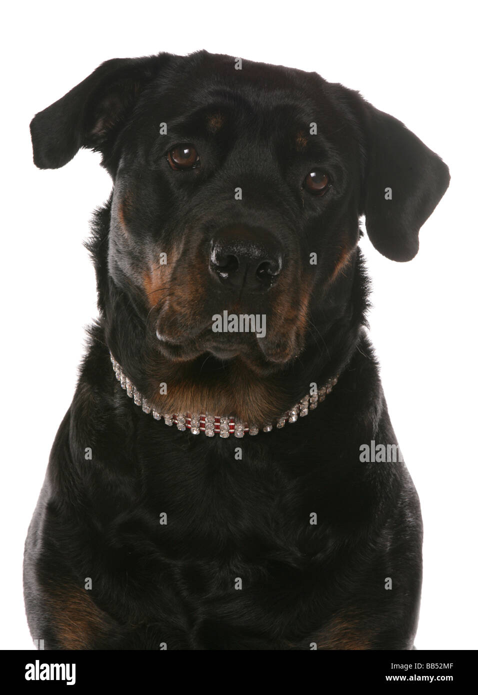 Rottweiler cane ritratto in studio testa studio shot Foto Stock