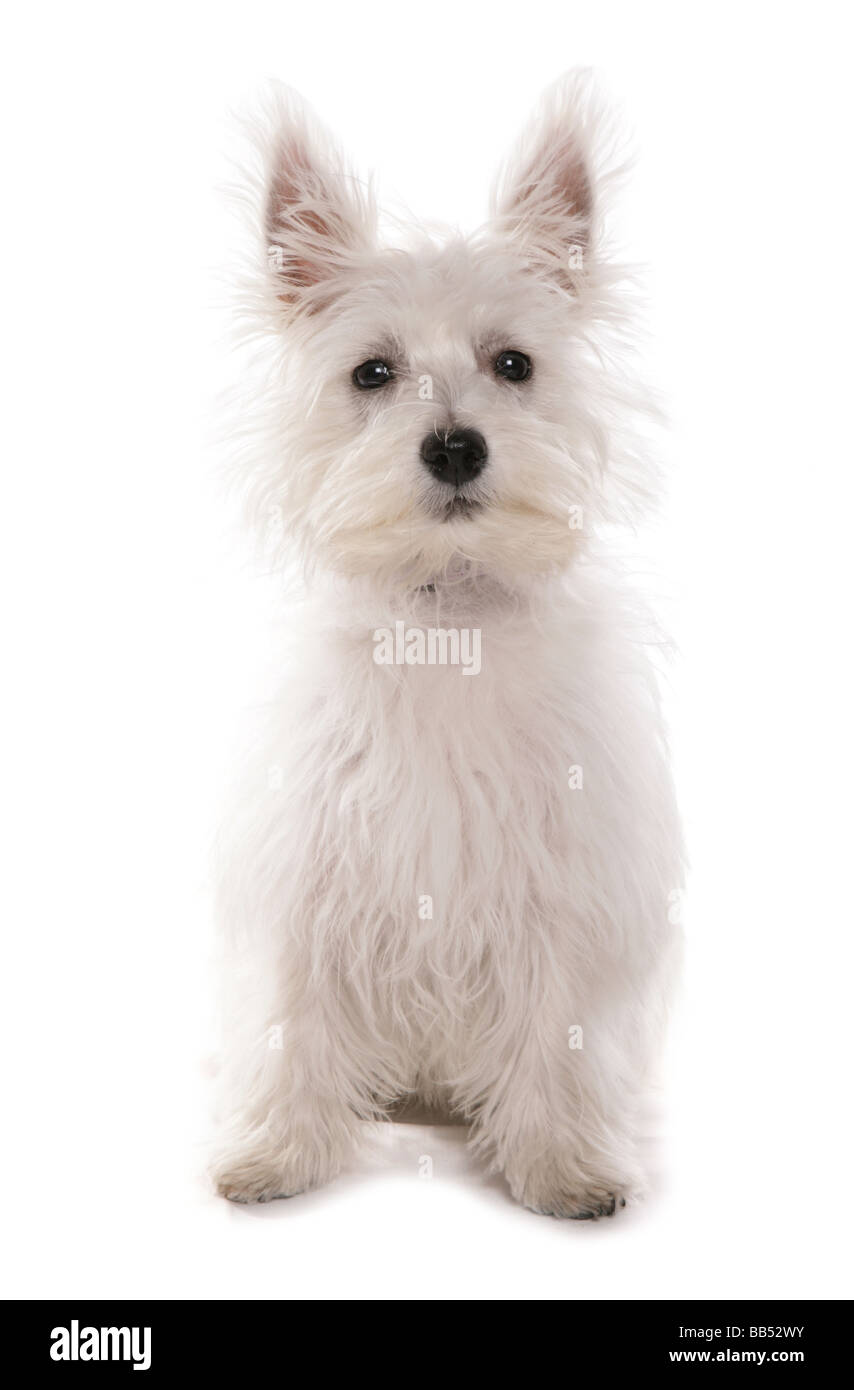White West Highland terrier cucciolo seduto ritratto Studio Foto Stock