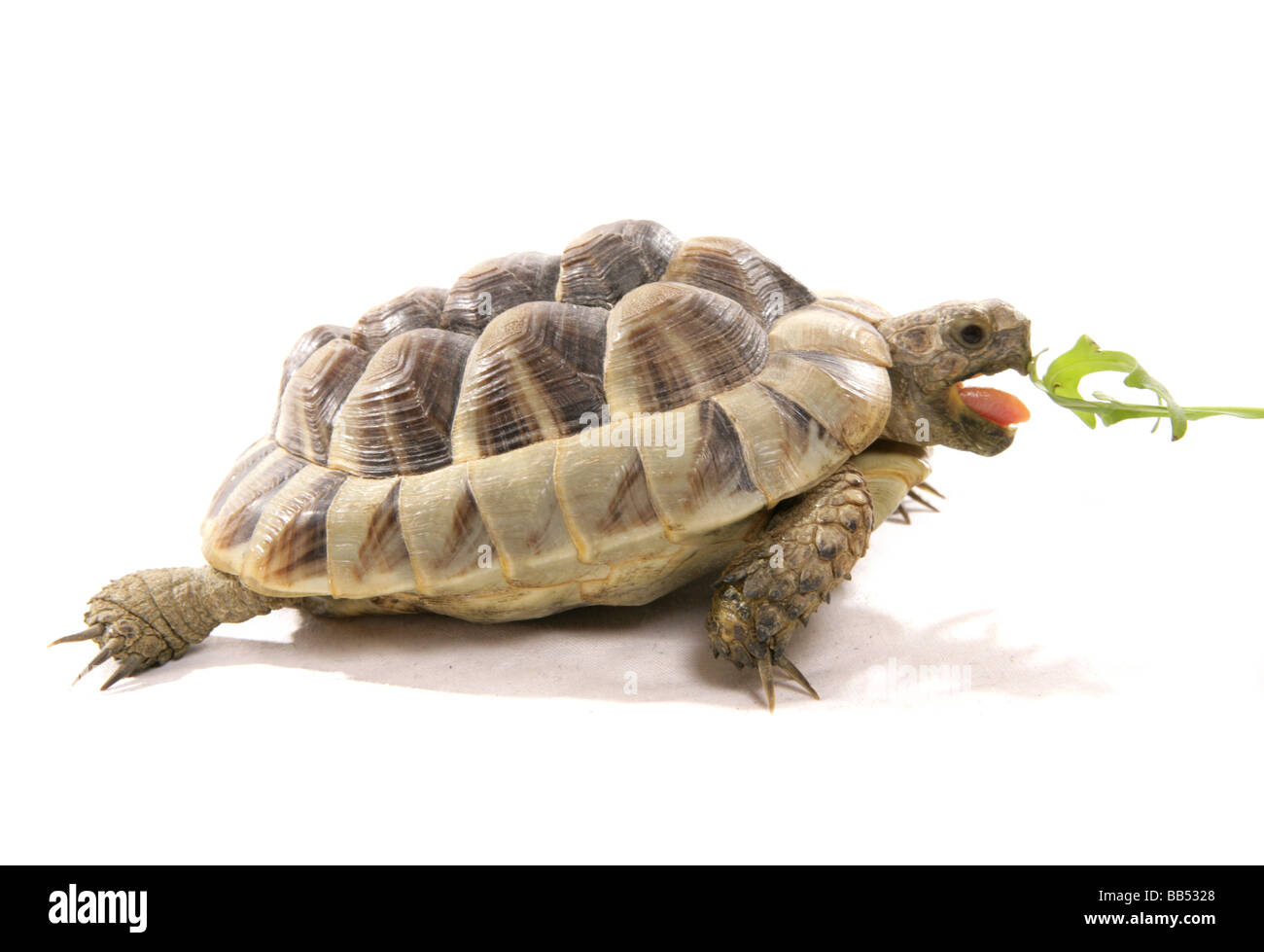 Hermann tartaruga ritratto di alimentazione in un studio Foto Stock