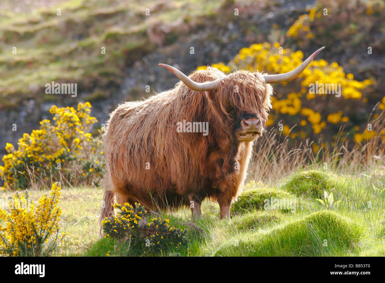 Hairy Highland mucca in The Isle of Mull, Scozia Foto Stock