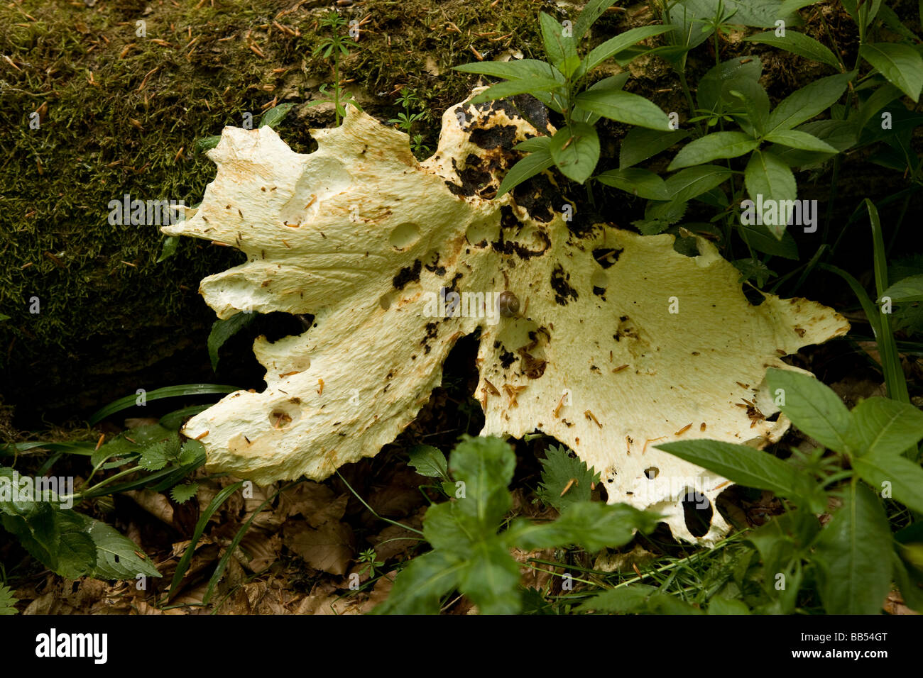 I funghi che crescono su un albero nel bosco nel Buckinghamshire Foto Stock