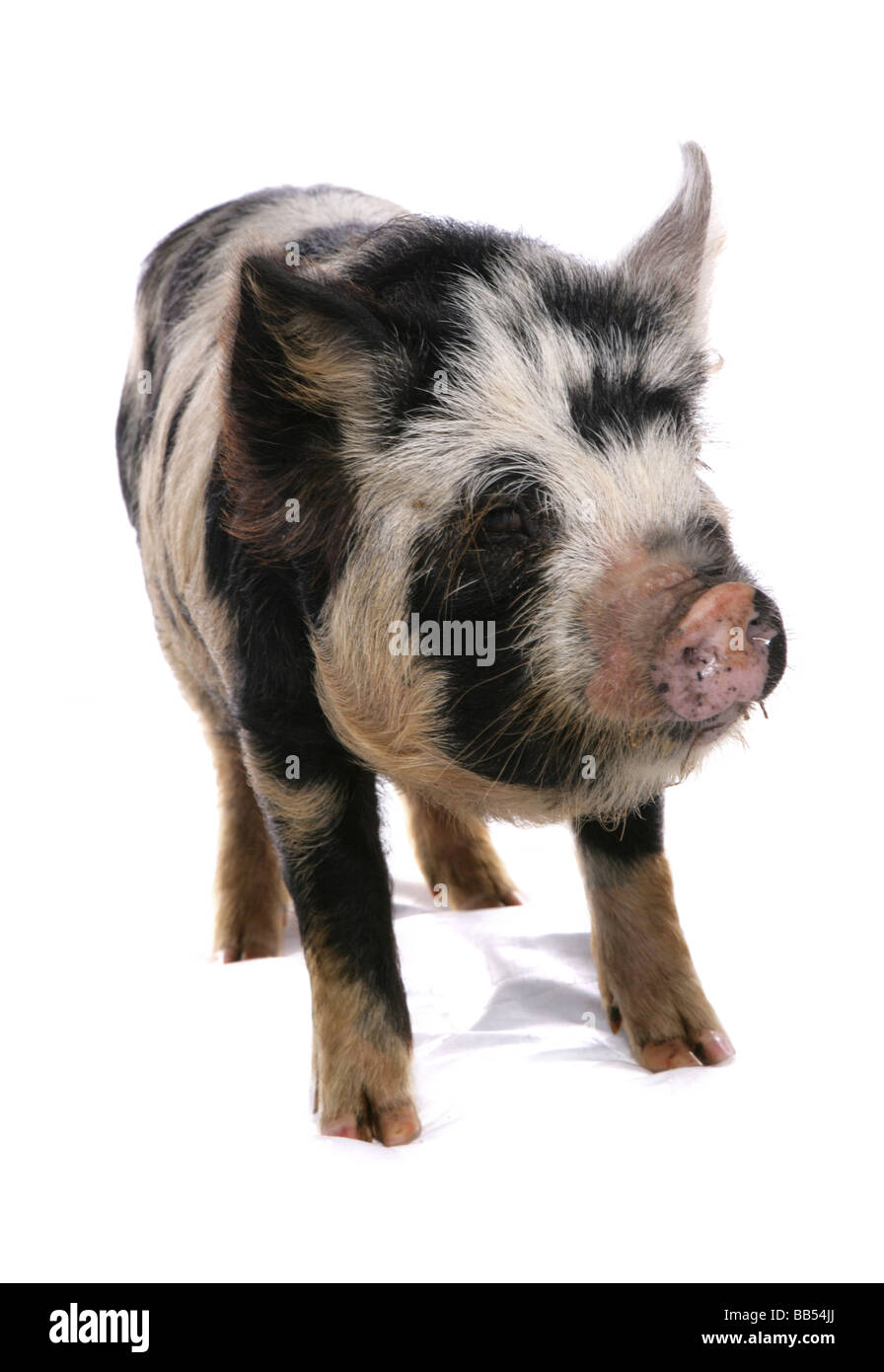 Kune kune maiale in piedi in un studio Foto Stock