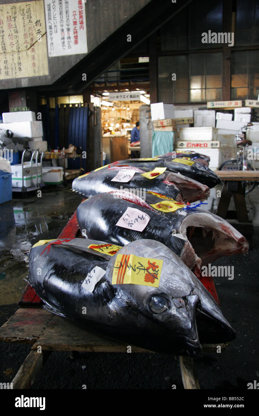 Tsukiji ingrosso centrale mercato del pesce di Tokyo, Giappone Foto Stock