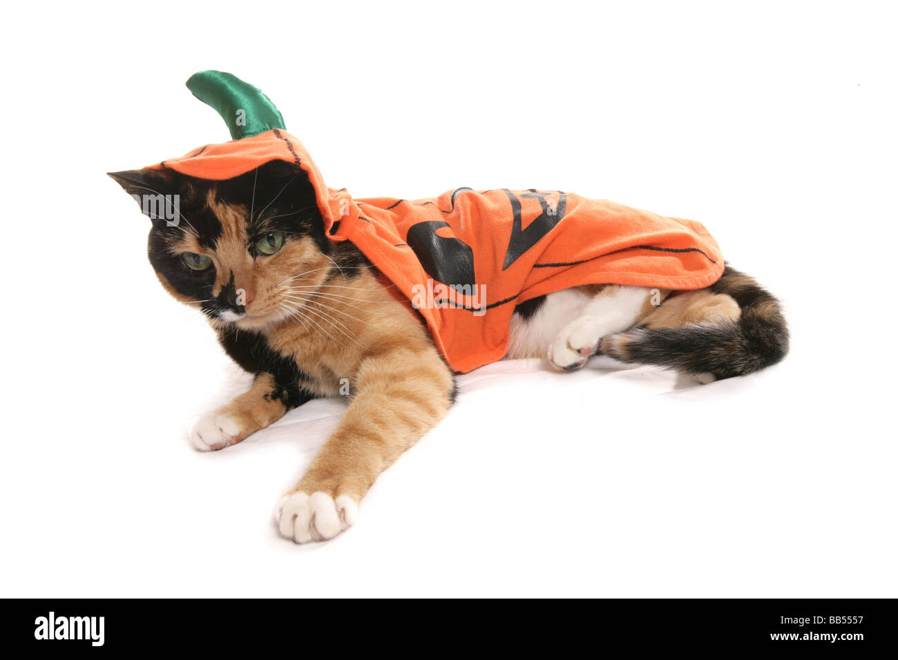 Zucca di Halloween Fancy Dress Cat Studio di posa Foto Stock