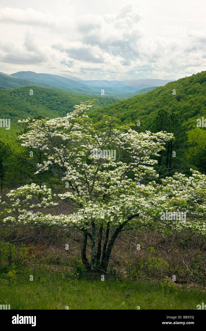 Sanguinello albero in primavera fioriscono segheria eseguire si affacciano Skyline Drive nel Parco Nazionale di Shenandoah Virginia STATI UNITI D'AMERICA Foto Stock