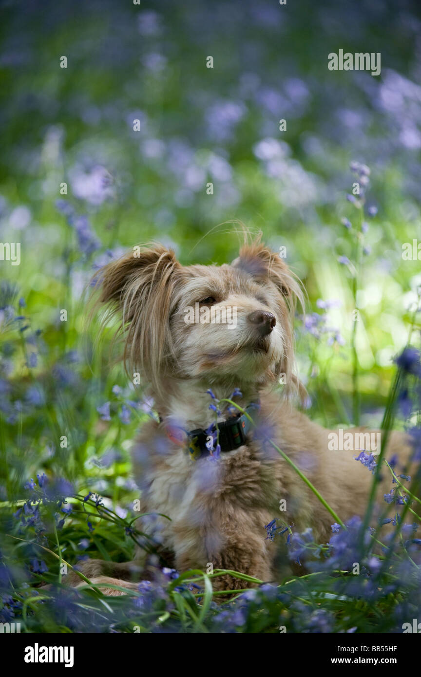 Carino, morbido, insolito cane k9 in posizione rilassata con adorabili orecchie soffici ma allerta e attraente come migliore amico dell'uomo Foto Stock