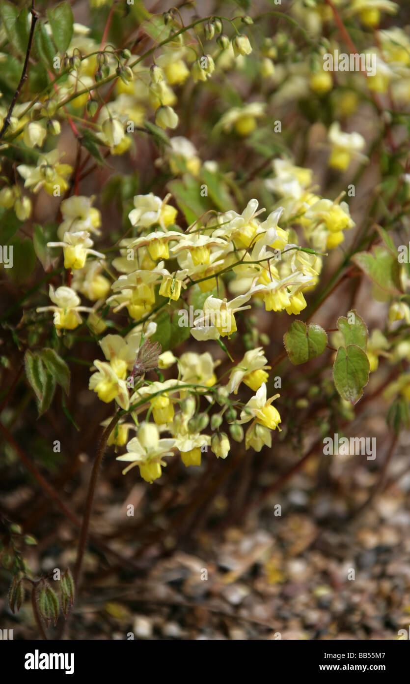 Barrenwort o vescovo il cappello, Epimedium versicolor 'Sulphureum', Berberidaceae Foto Stock