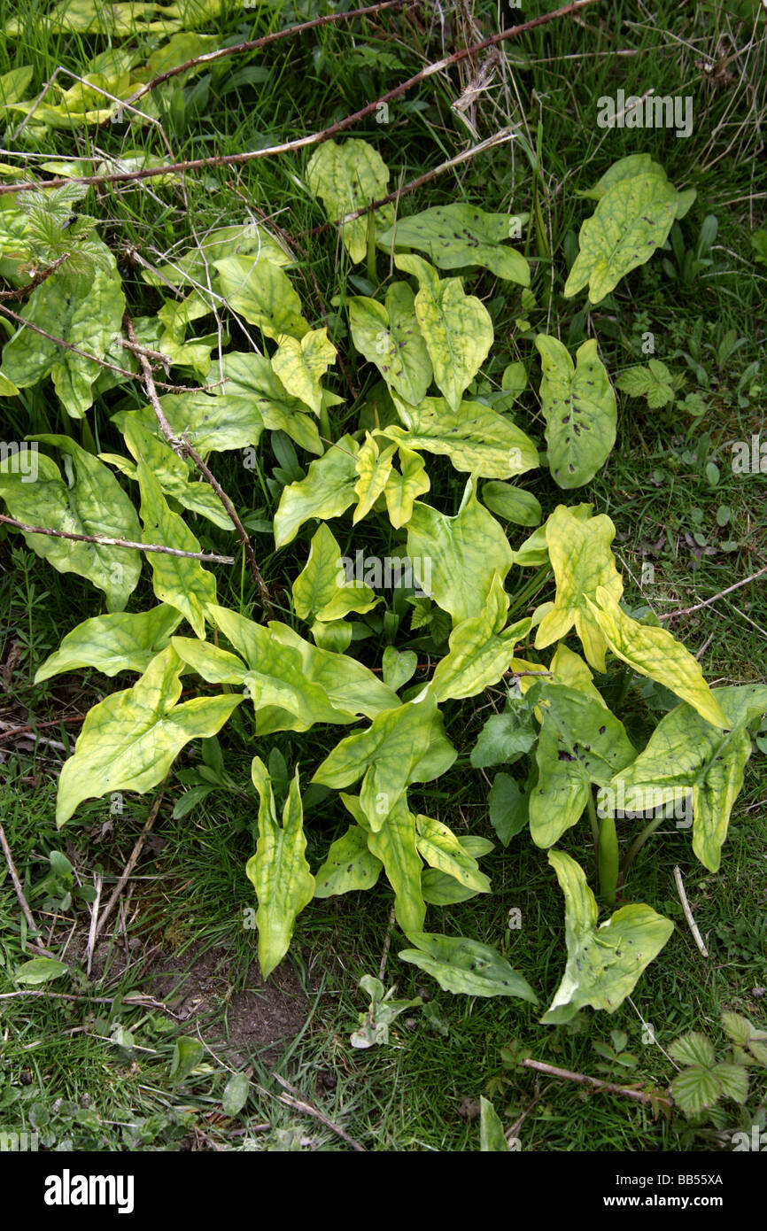 Il cuculo pinta, Arum maculatum, Araceae, Aka signori e signore, Cucù e del perno di agganciamento Wake Robin. Inizio della primavera prima della fioritura. Foto Stock