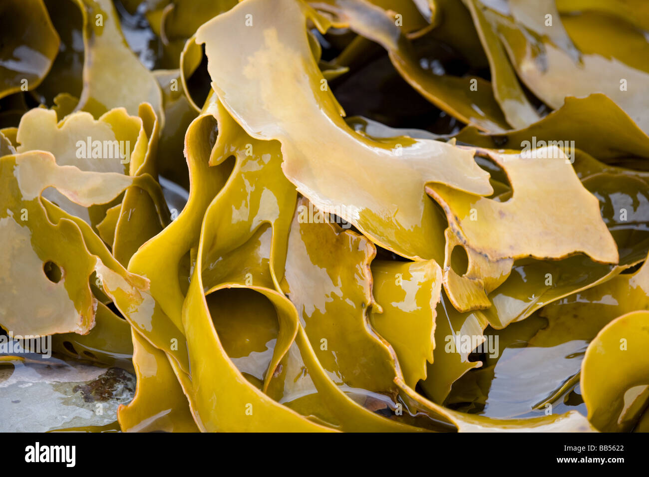 Kelp Kaikoura Isola del Sud della Nuova Zelanda Foto Stock