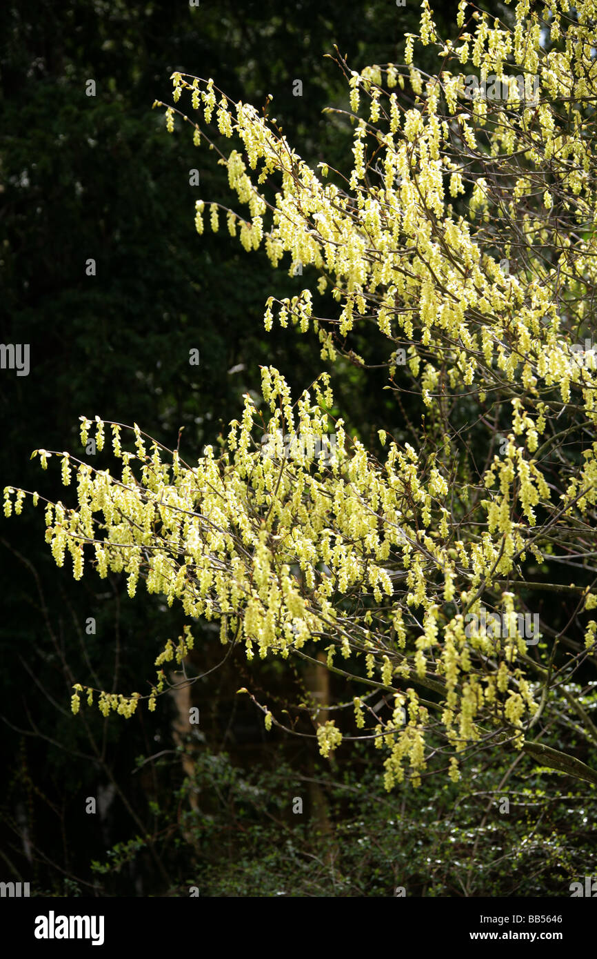 Il cinese Amamelide o inverno Hazel, Corylopsis sinensis, Hamamelidaceae Foto Stock