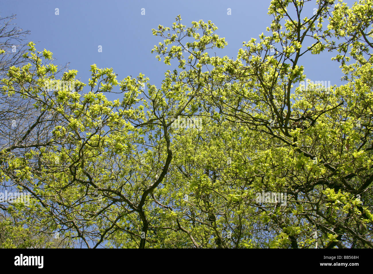 Pedunculate Inglese o Quercia fiori, Quercus robur, Fagaceae Foto Stock