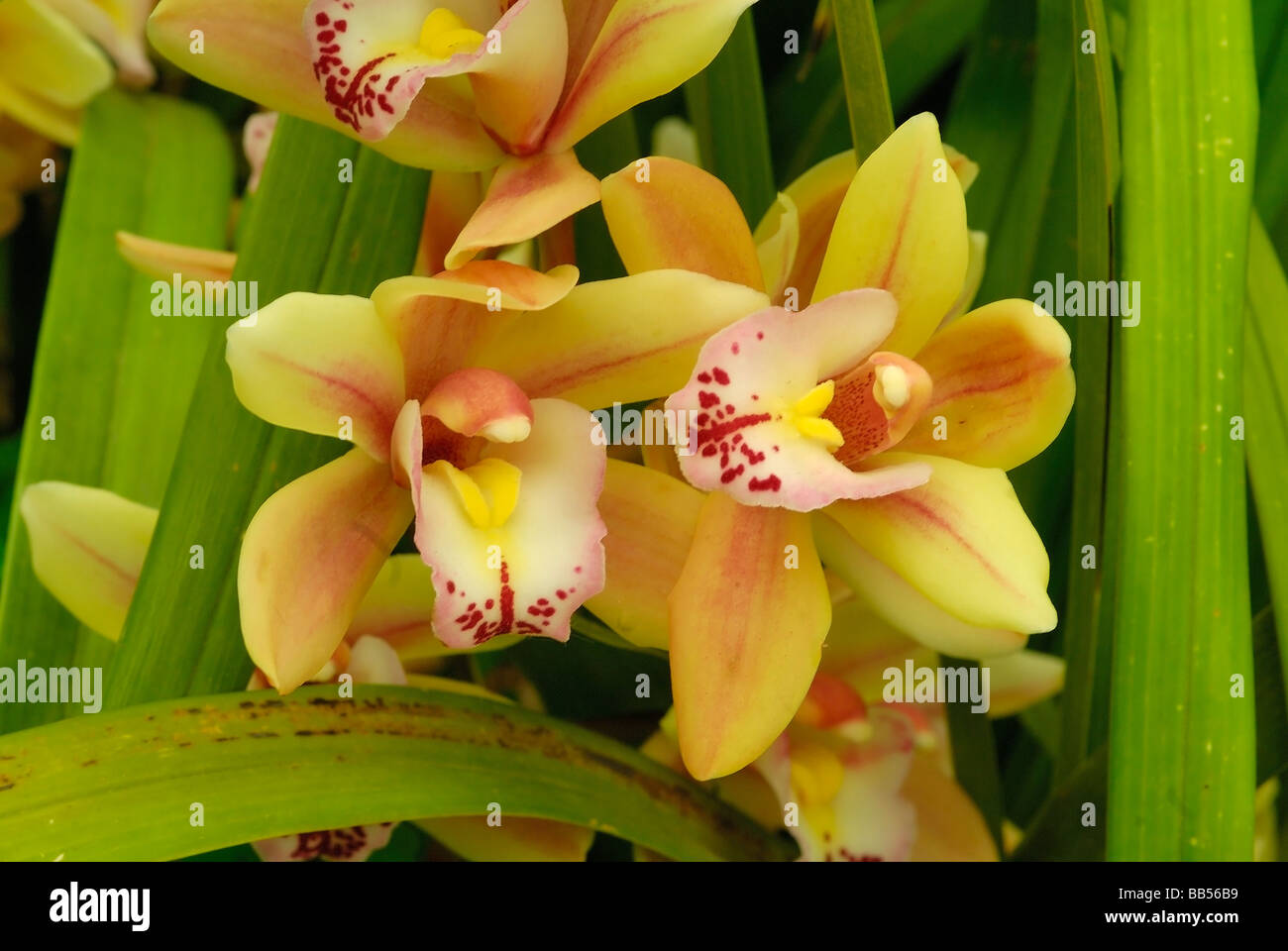 Cymbidium sp. ibrido Orchidaceae orchidee fiori piante e fiori piante orizzontale hortocultural Roberto Nistri Foto Stock