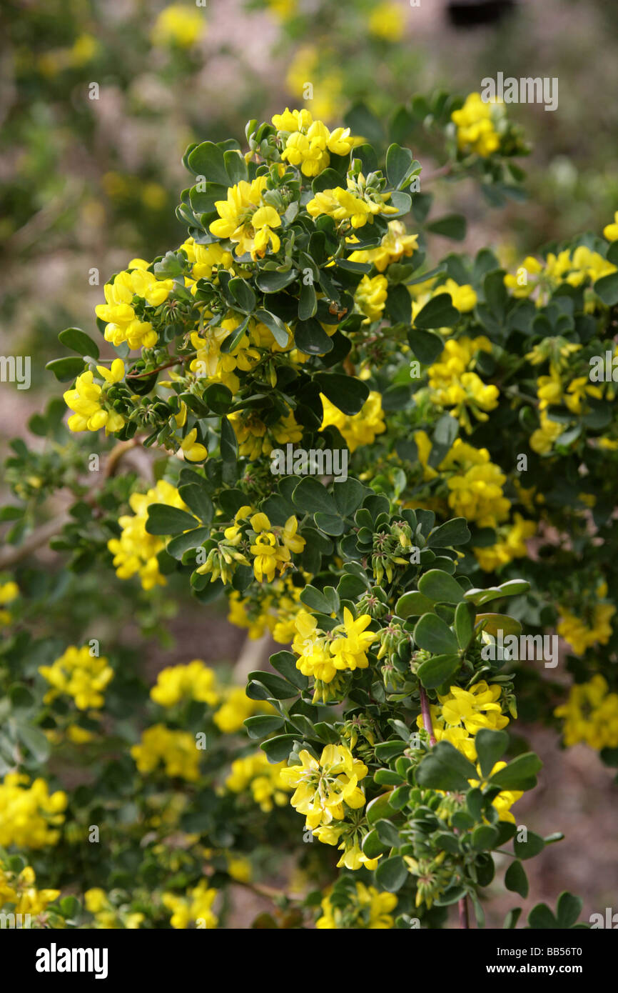 Mediterraneo, Crownvetch Coronilla glauca, Fabaceae, Sud Est Europa Foto Stock