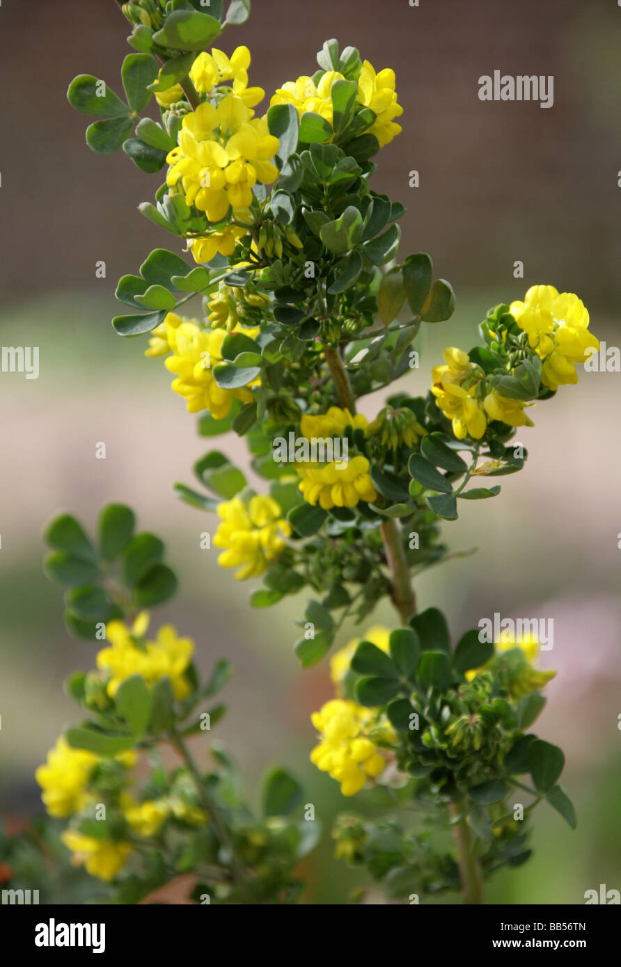 Mediterraneo, Crownvetch Coronilla glauca, Fabaceae, Sud Est Europa Foto Stock