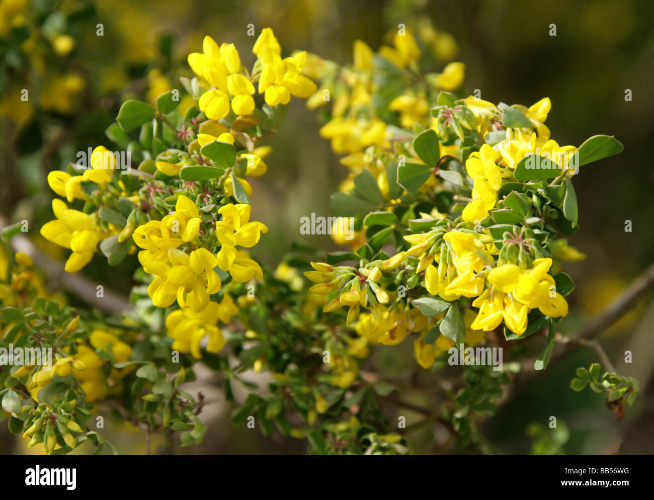 Mediterraneo, Crownvetch Coronilla glauca, Fabaceae, Sud Est Europa Foto Stock