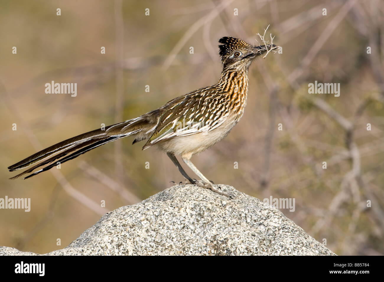 Maggiore Roadrunner Foto Stock