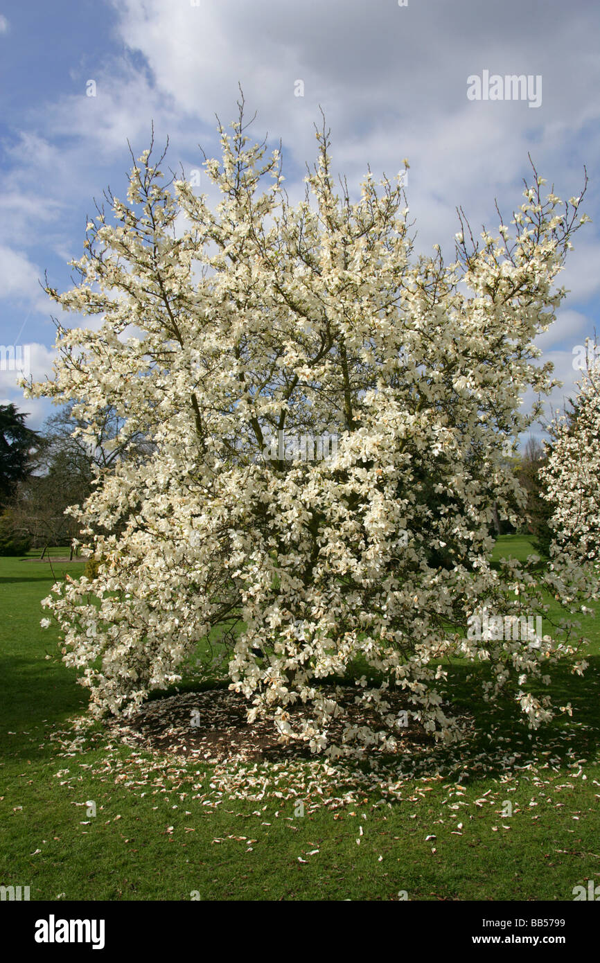 White albero di Magnolia, della Magnoliacee Foto Stock