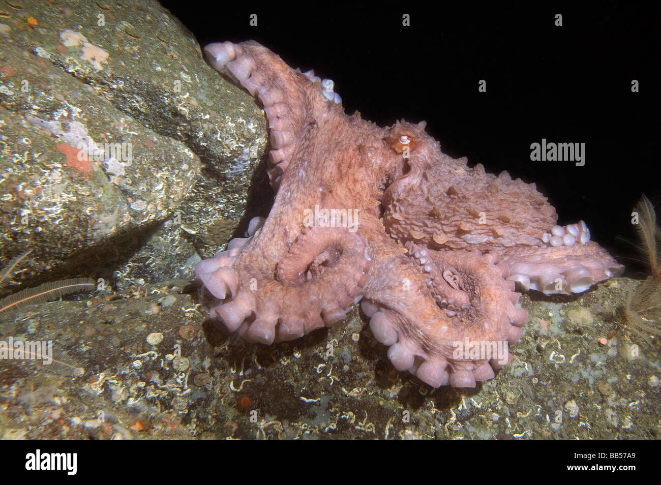 Rossa gigante Octopus - Cordell Bank National Marine Sanctuary Foto Stock