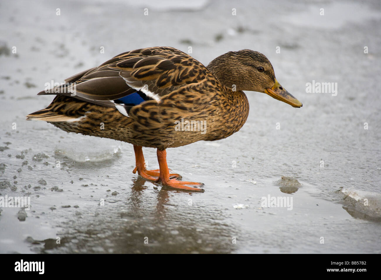 Mallard duck Passeggiate sul ghiaccio Foto Stock