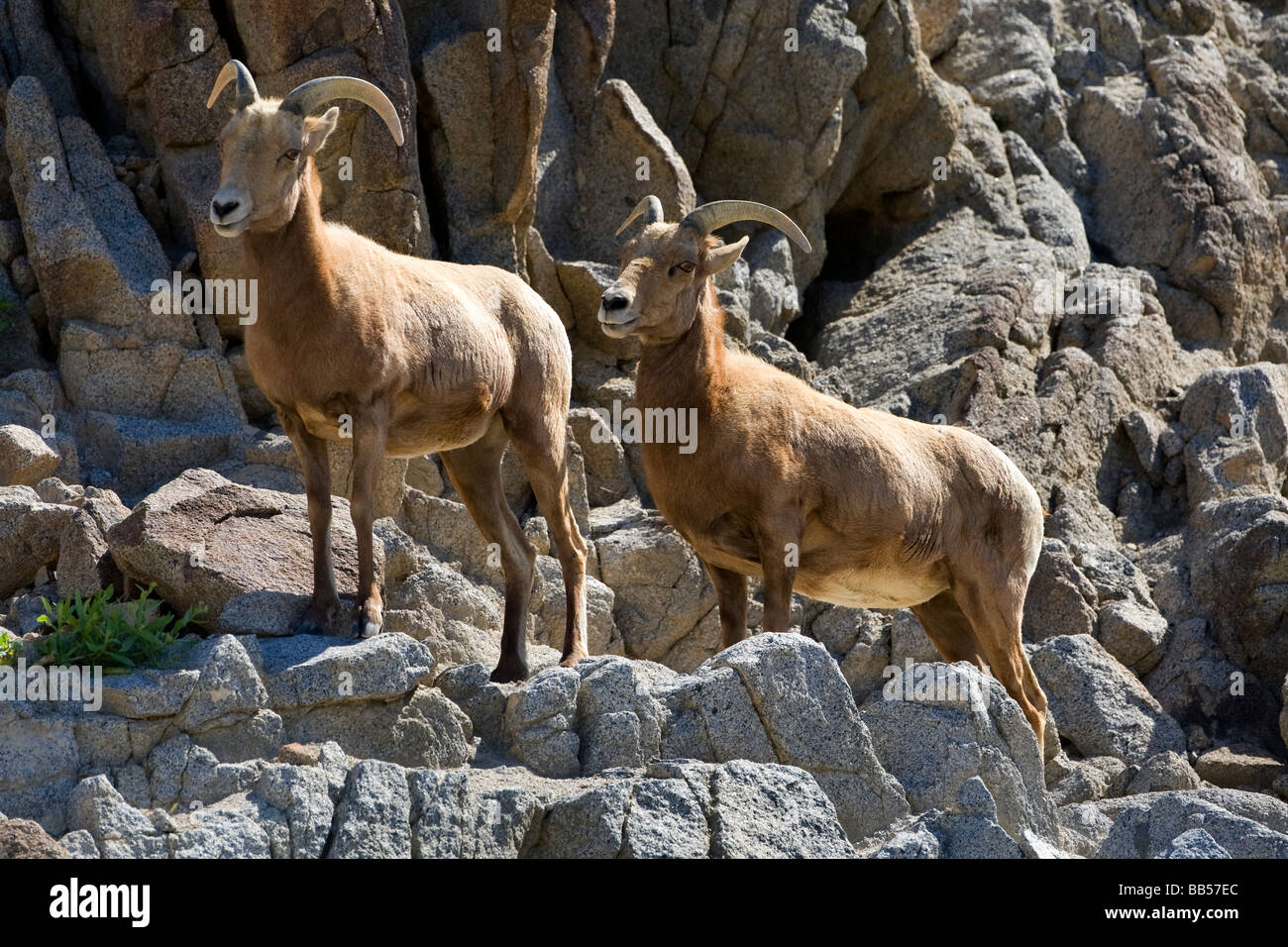 Big Horn Sheep in Anza Borrego Desert State Park, California. Foto Stock