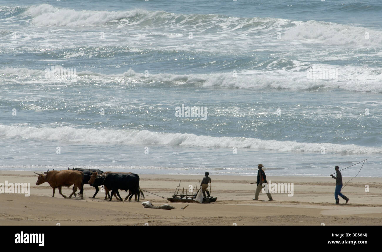 Un plowman prende il suo team di quattro buoi lungo la spiaggia Foto Stock