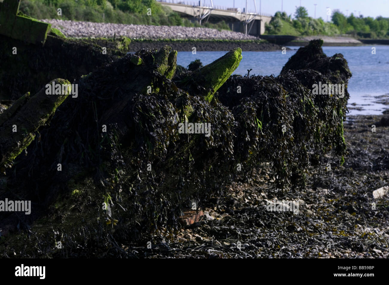 Marciume dello scafo in legno Foto Stock