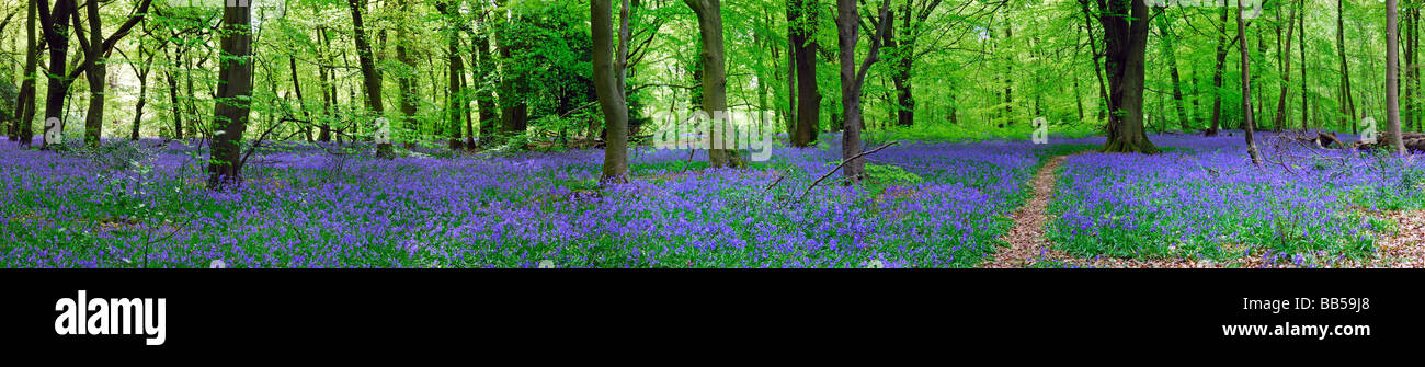 Bluebell wood sulla North Downs Foto Stock