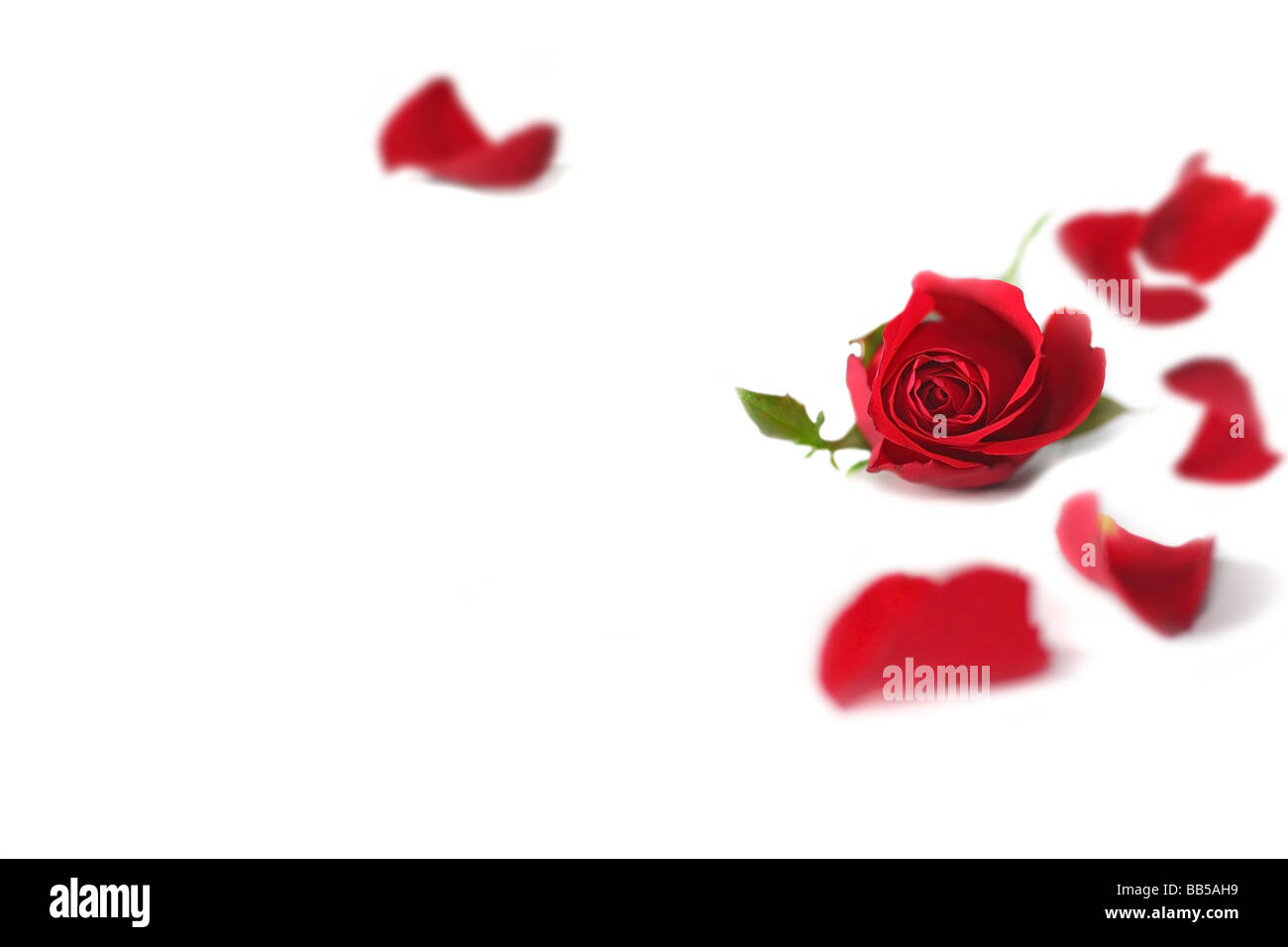 Red Rose con petali su bianco Foto Stock