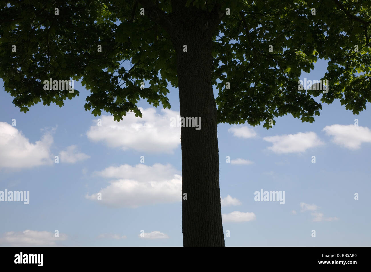 Un albero di acero sotto un cielo nuvoloso nella Germania meridionale Foto Stock