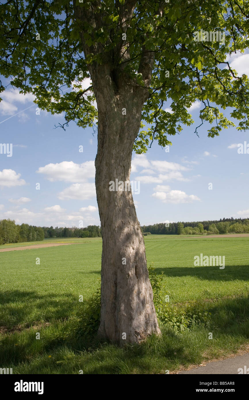 Il tronco di un albero vicino alla strada, nel mezzo del paesaggio Foto Stock
