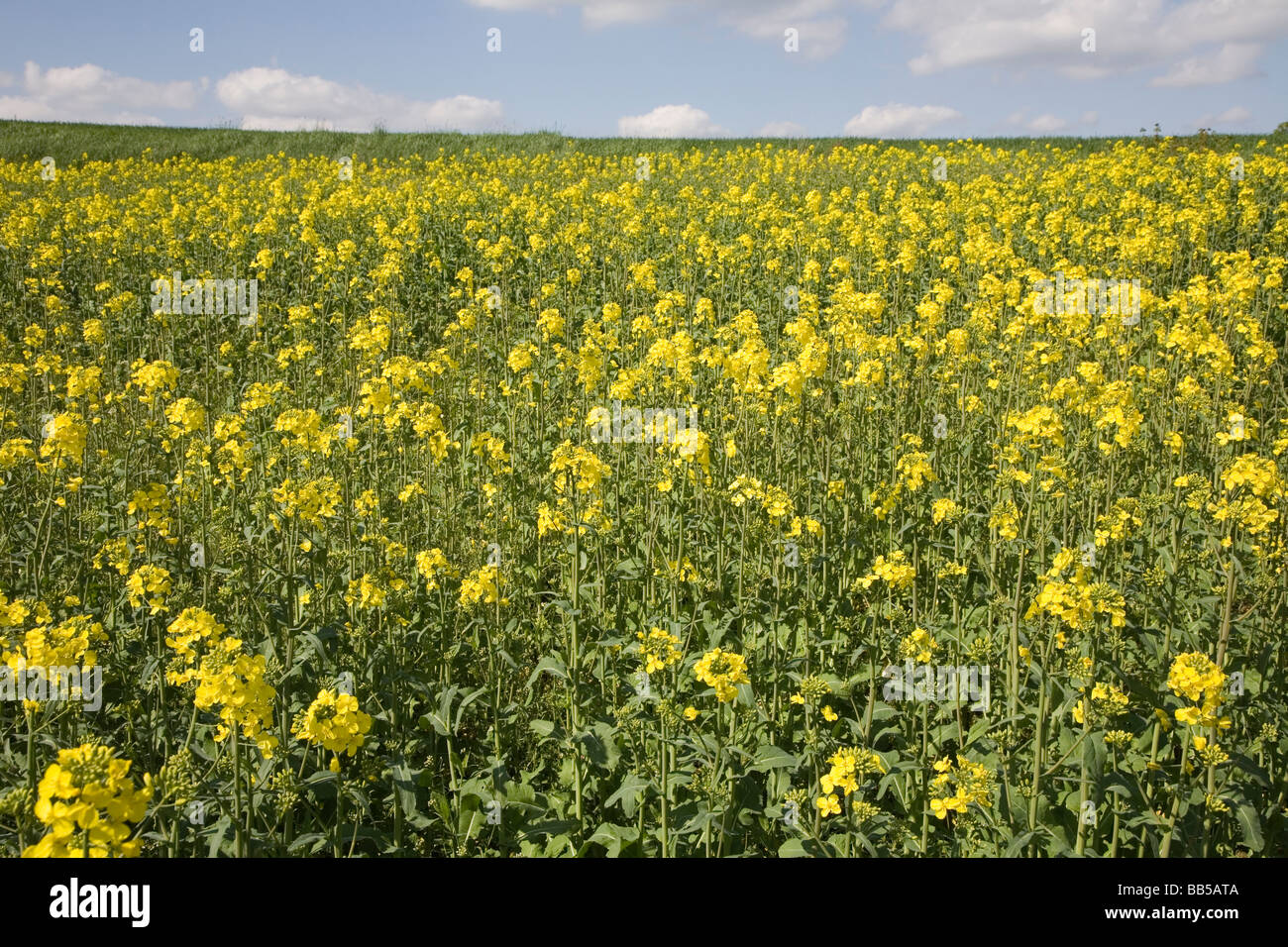 Un campo di semi oleosi in Germania Foto Stock