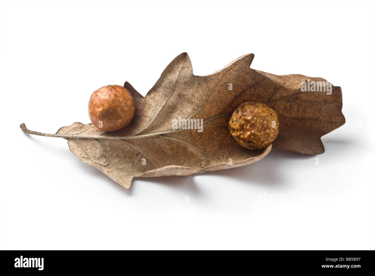 La ciliegia come galli, su una roverella foglia (Francia). Galles en cerise, sur une"feuille de chêne pubescent (Francia). Foto Stock