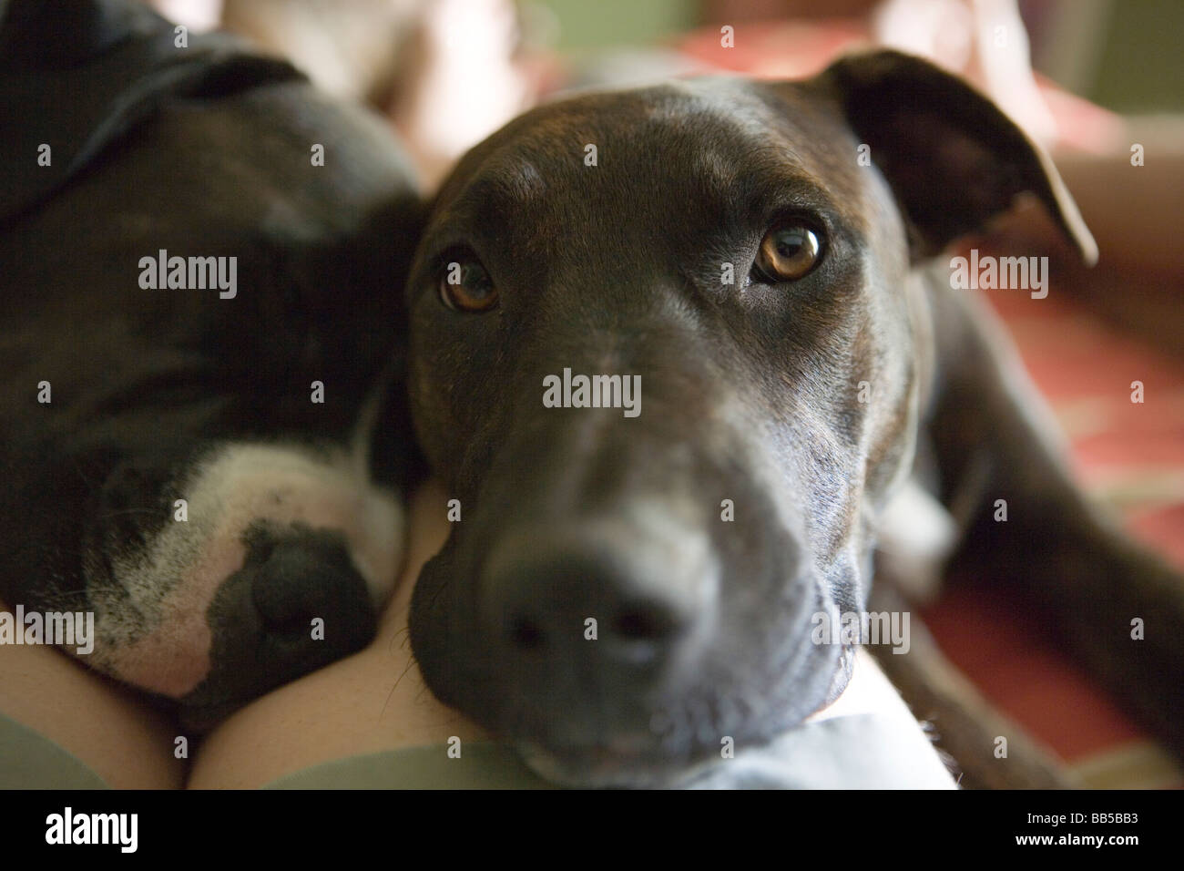 Due cani posa su una persona della gamba, in appoggio sul letto, guardando la fotocamera Foto Stock