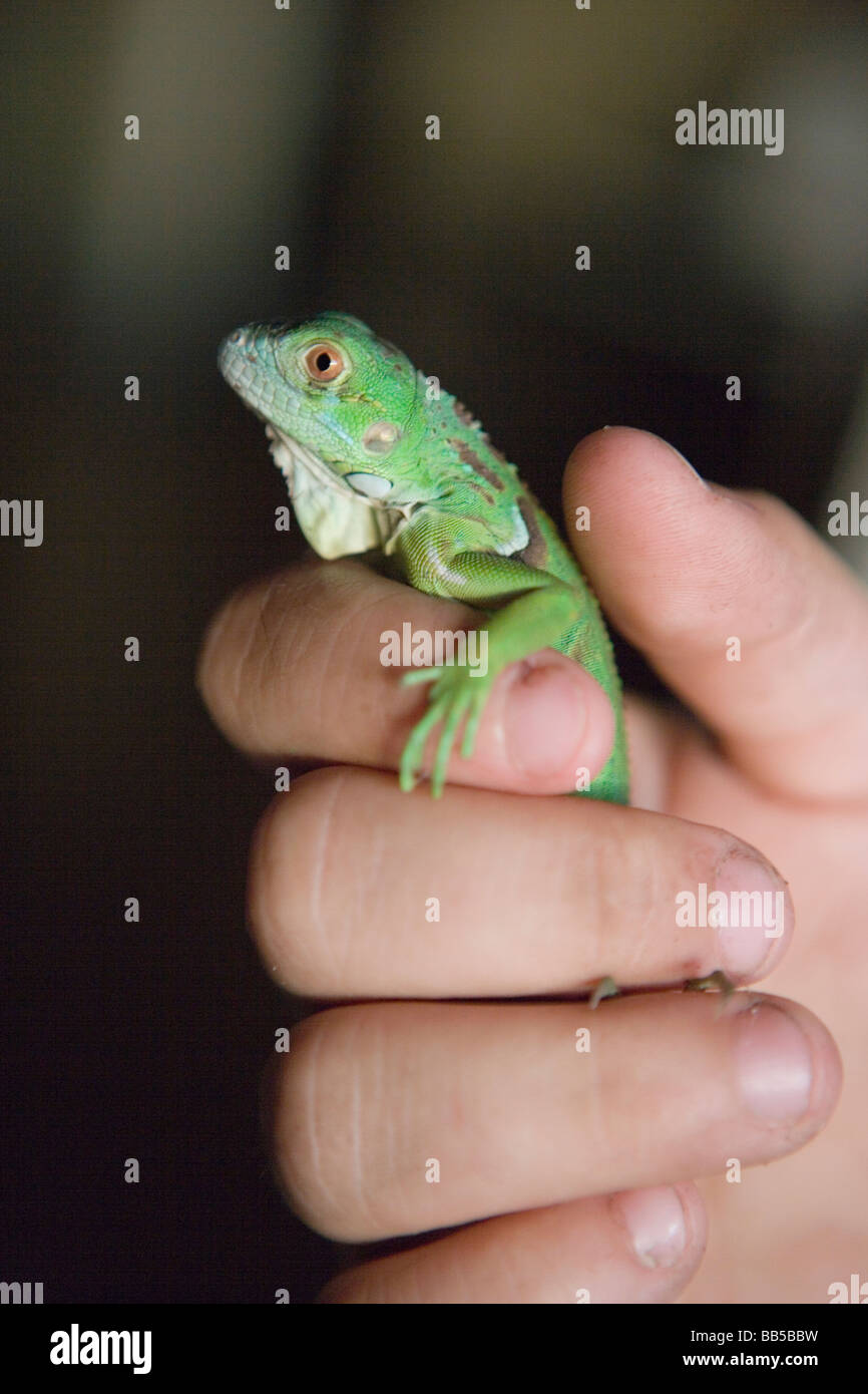 Baby iguana verde, vista laterale Foto Stock