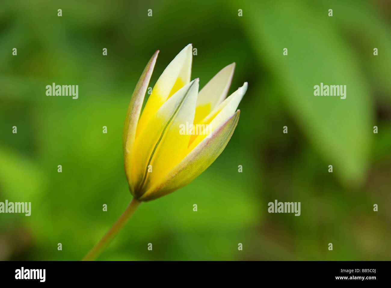 Wildtulpe Tulipano selvatico 01 Foto Stock