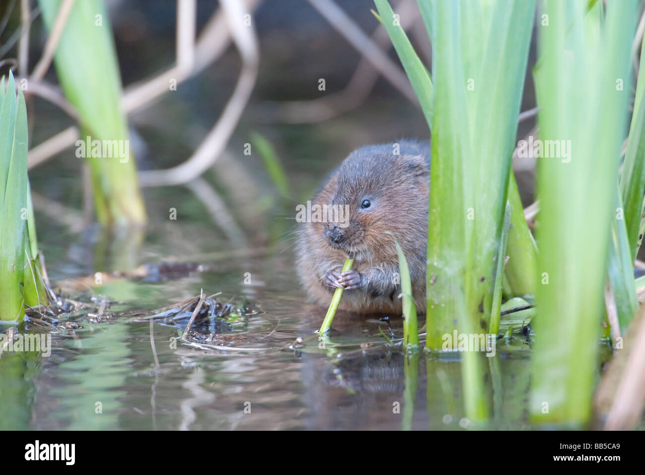 Acqua Vole in acqua Foto Stock