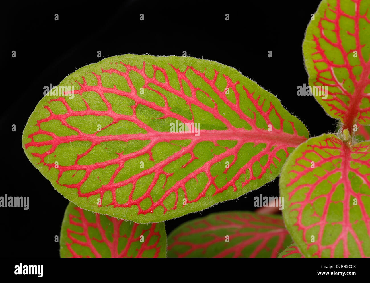 Foglia Fittonia dettaglio mostrante il rosso e il verde patterning Foto Stock