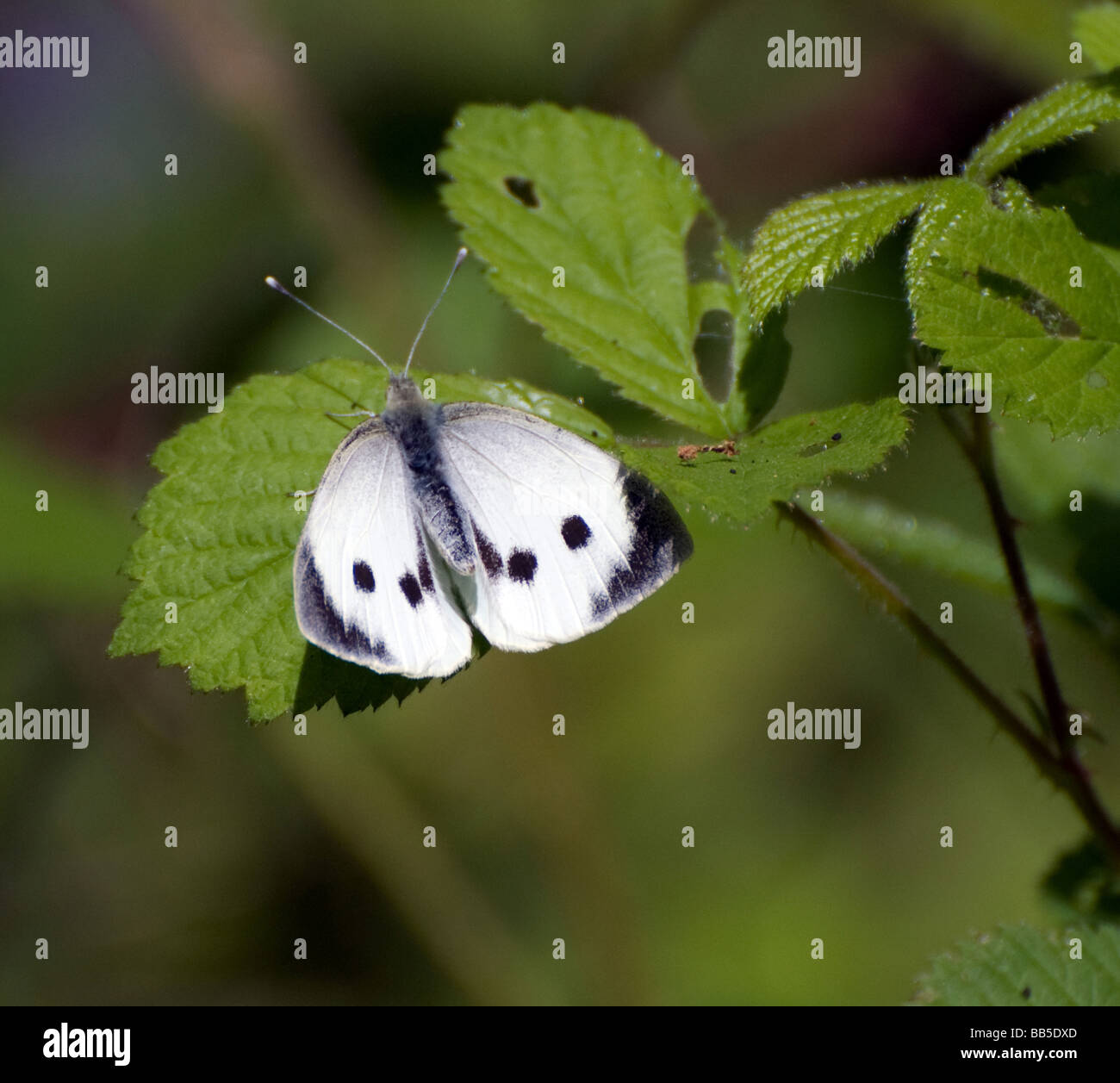 La pezzata nera grande farfalla bianca in un bosco inglese. Foto Stock