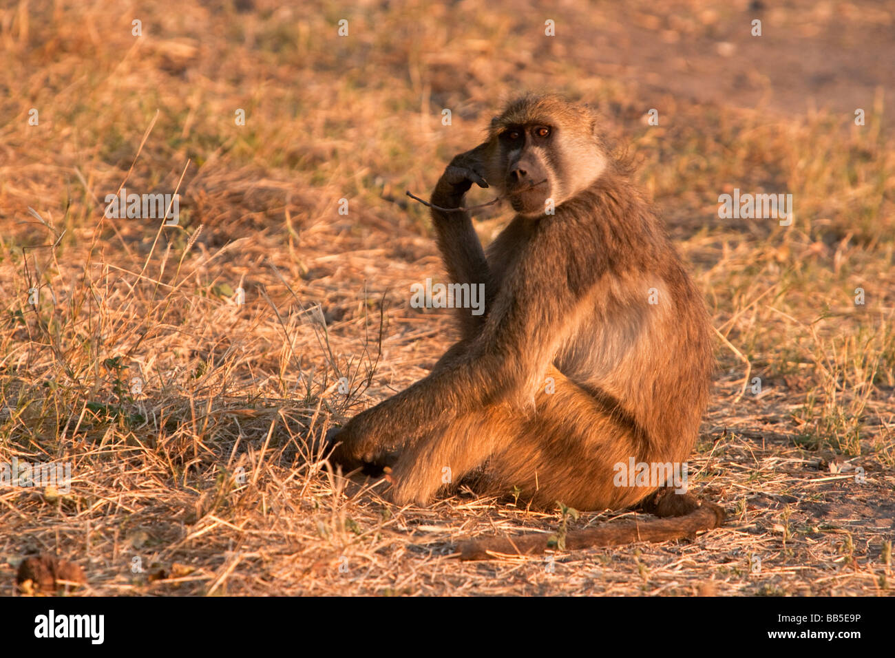 Funny babbuino seduto in un pensatore porre mano sul lato di testa contemplando la vita masticare un bastone guardando in lontananza in Botswana, luci del tramonto Foto Stock