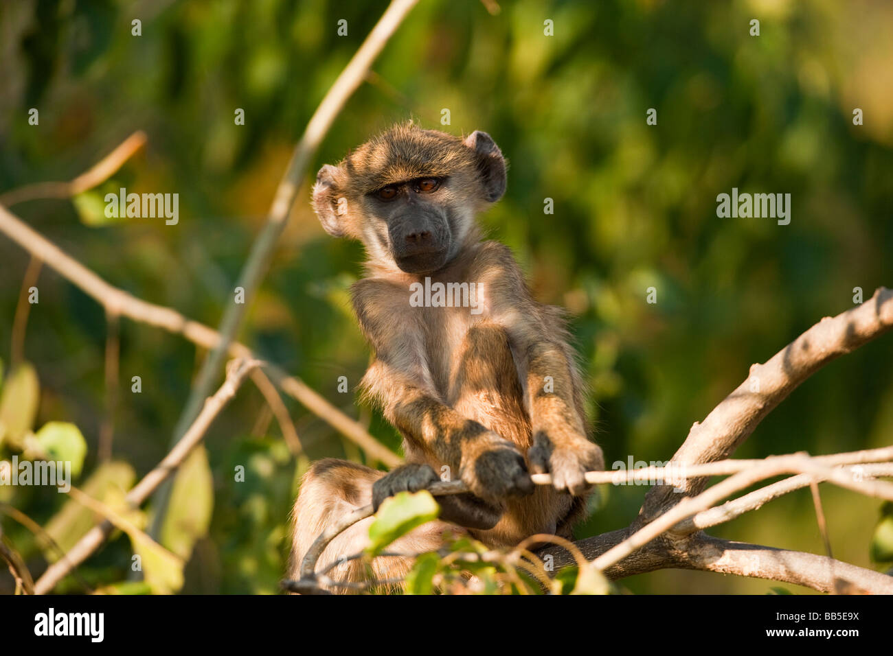 Carino African spider monkey seduta nella struttura ad albero vicino la morbida luce pezzata guardando gli occhi della telecamera accesa dal sole che gioca con un bastone Foto Stock