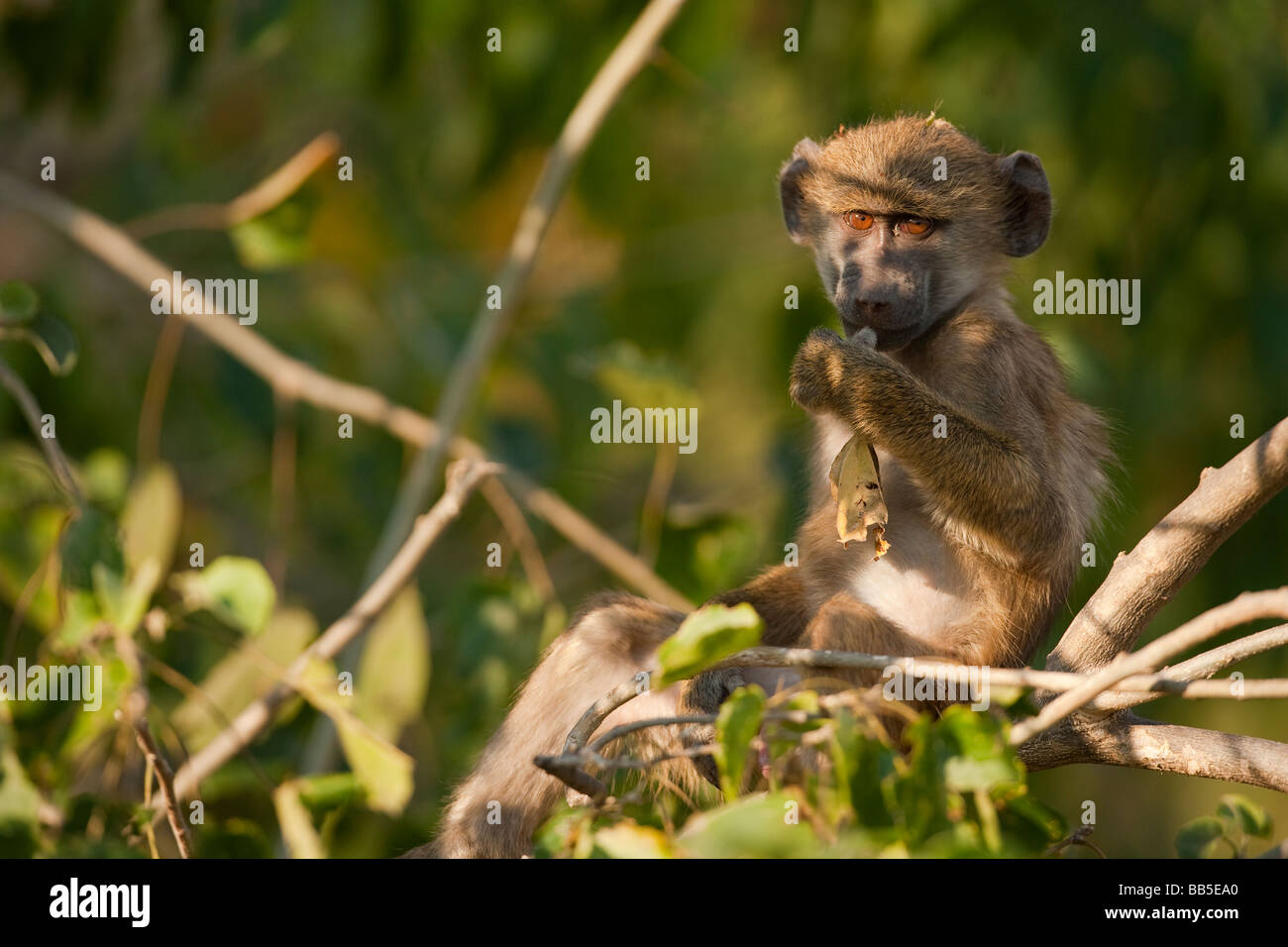 Carino africano espressiva spider monkey seduta nella struttura ad albero vicino accesa da morbida luce calda grandi occhi spalancati il contatto visivo e giocare con bastone Foto Stock
