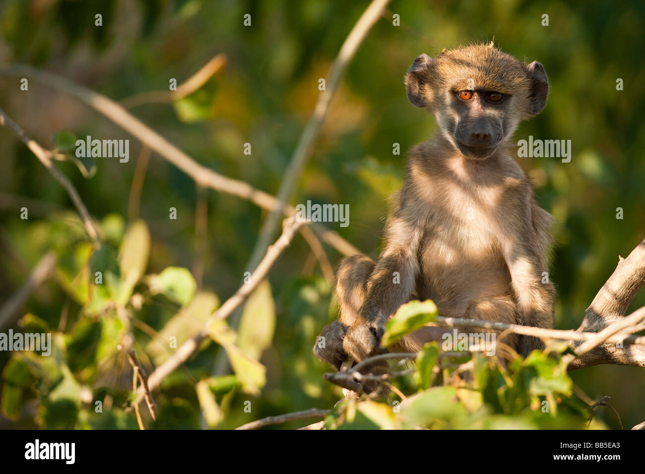 Carino africano espressiva spider monkey attentamente seduta nella struttura ad albero in morbida luce pezzata attentamente guardare il visualizzatore grandi occhi illuminati dal sole di setting Foto Stock