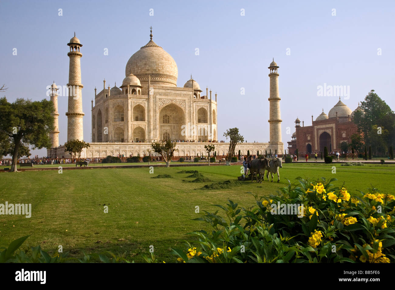 Colore brillante vista frontale bellissimo Taj Mahal Agra Uttar Pradesh, India, fiori di colore giallo e buoi la falciatura di Prato in primo piano con cielo blu sullo sfondo Foto Stock