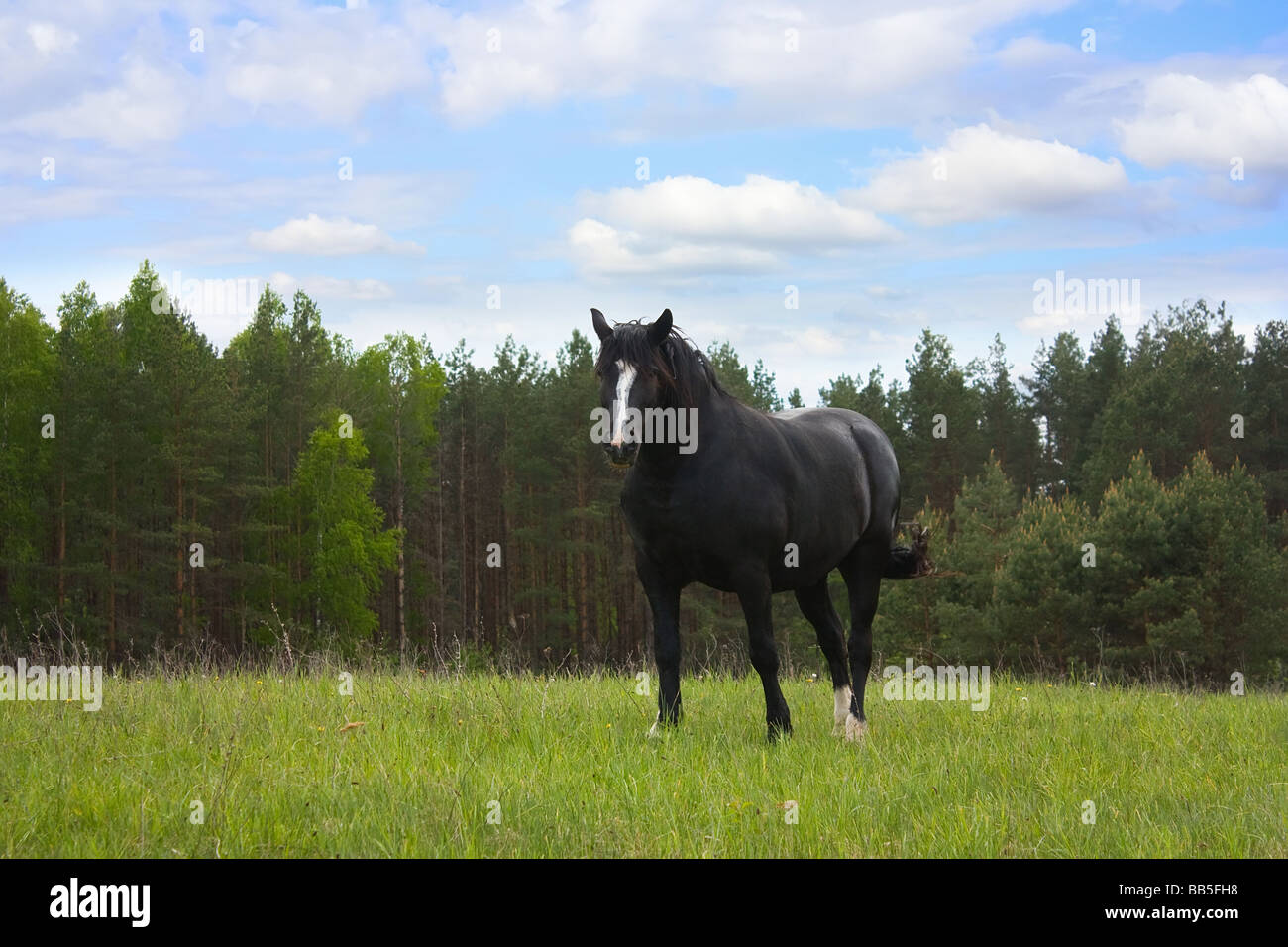 Cavallo sul prato Foto Stock