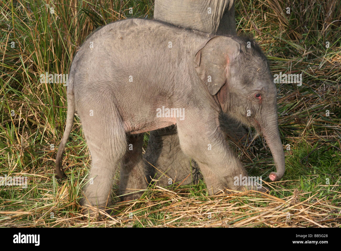 Tre giorni di vecchio elefante indiano Elephas maximus indicus prese nel Parco Nazionale di Kaziranga, Assam, India Foto Stock